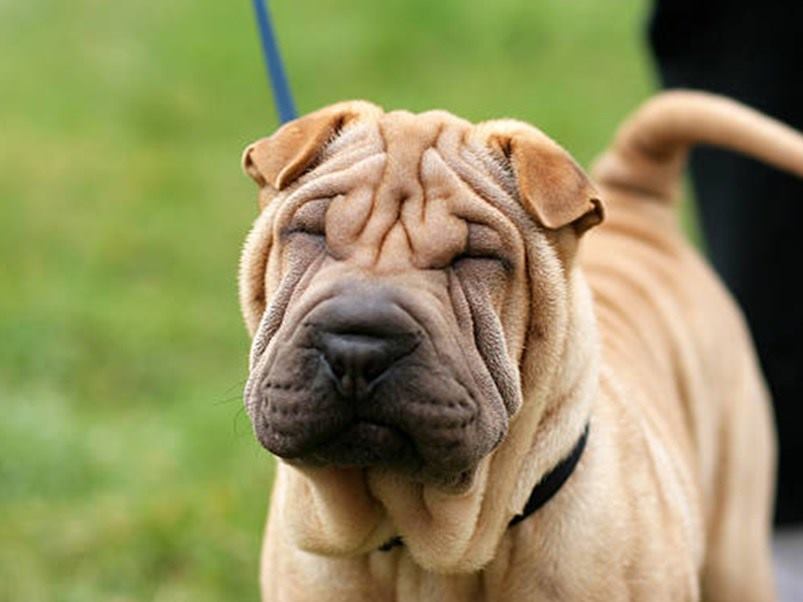 CRO 014 Shar-pei