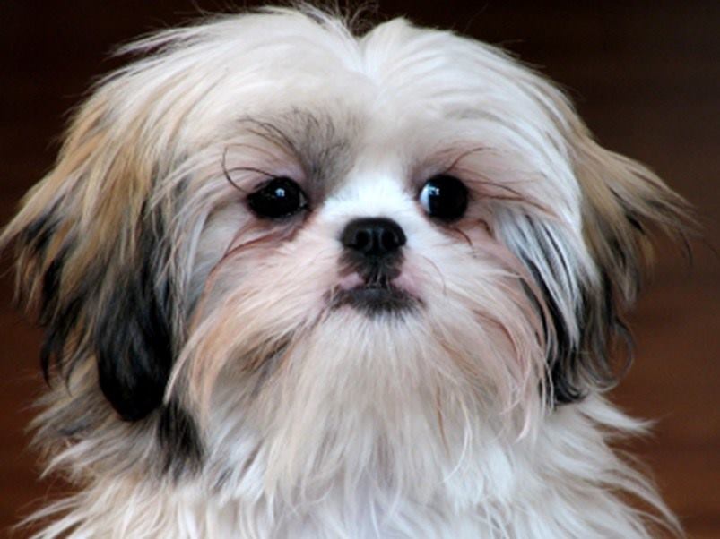 CRO 015 ShihTzu