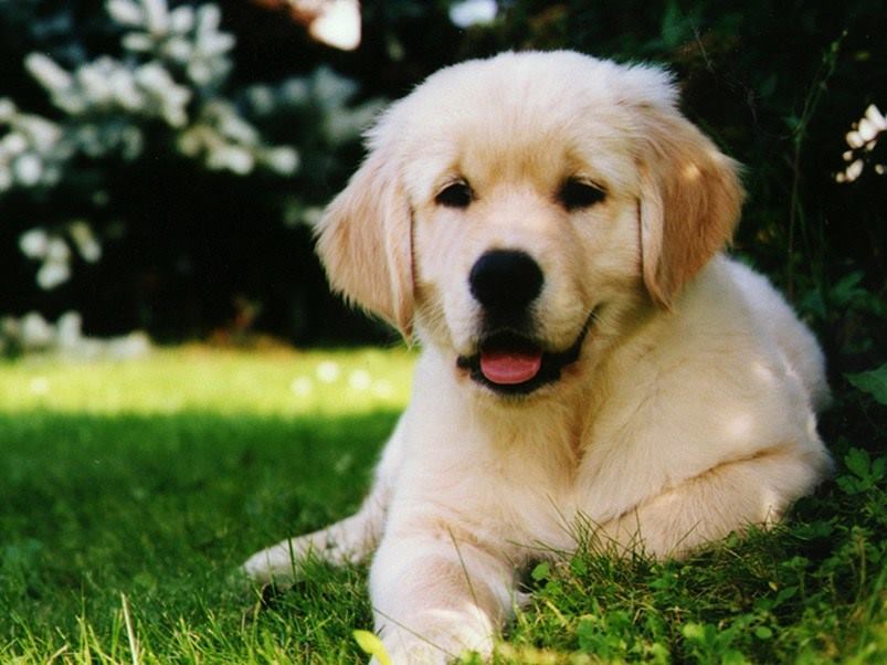 Golden_Retriever