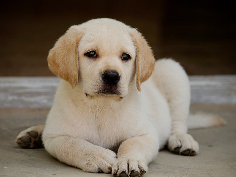 Labrador_Retriever_DS