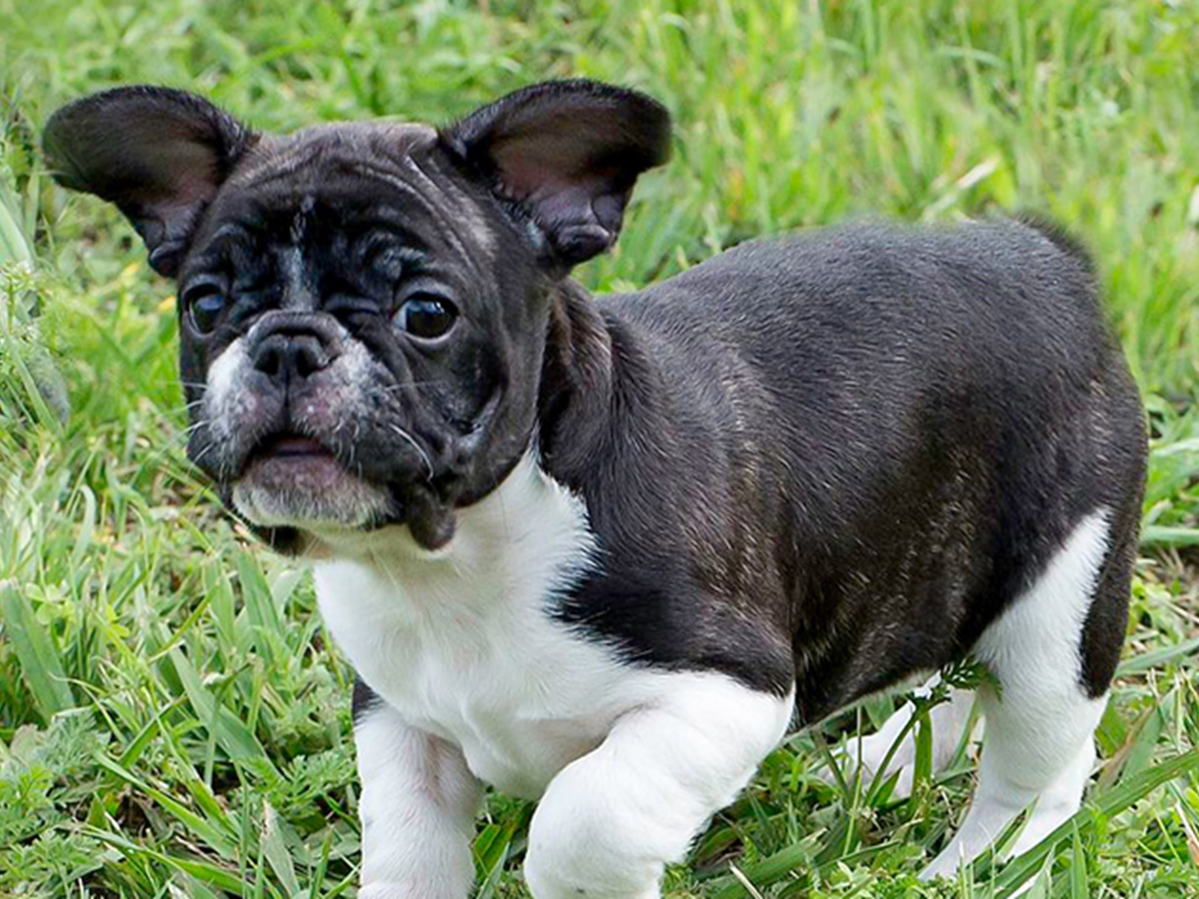 CRO 012 French Bulldog