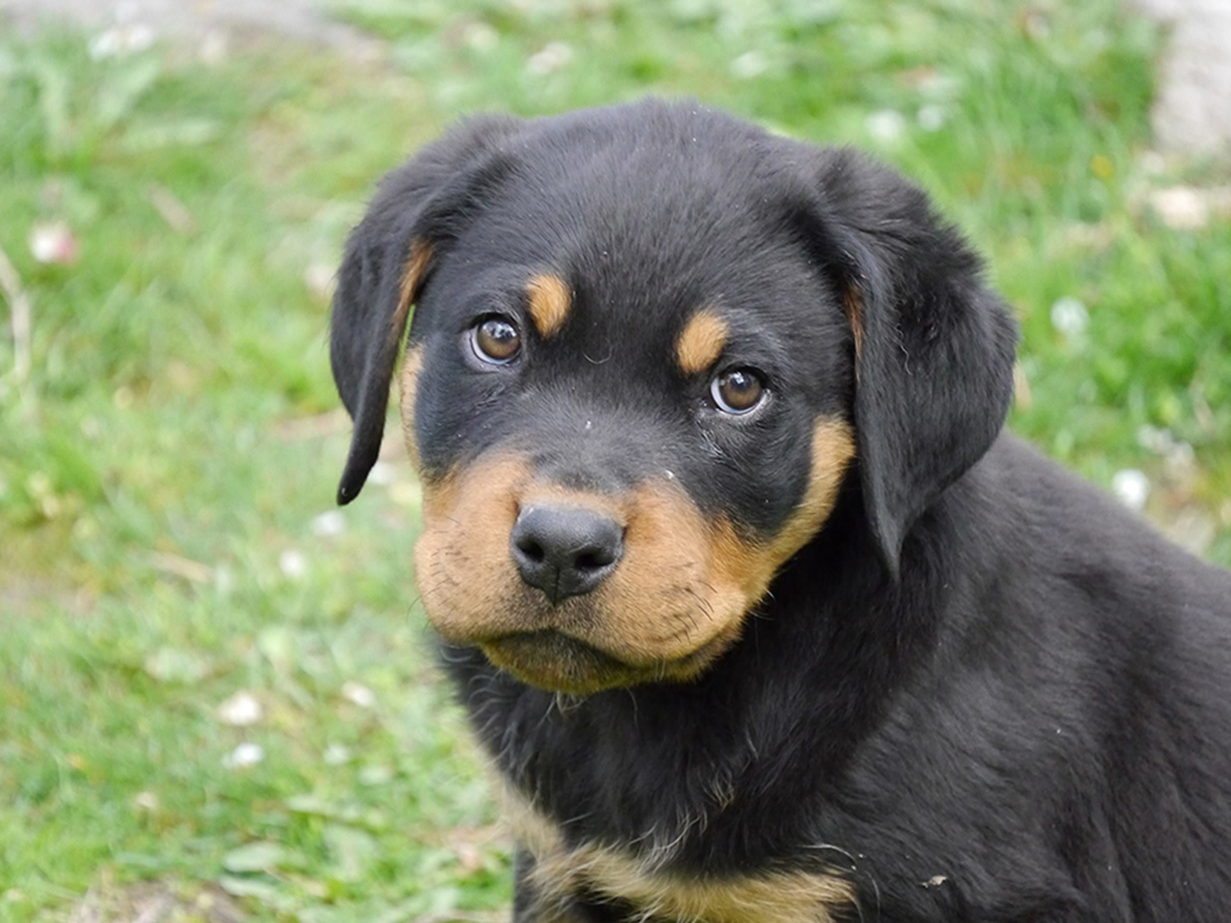 Rottweiler