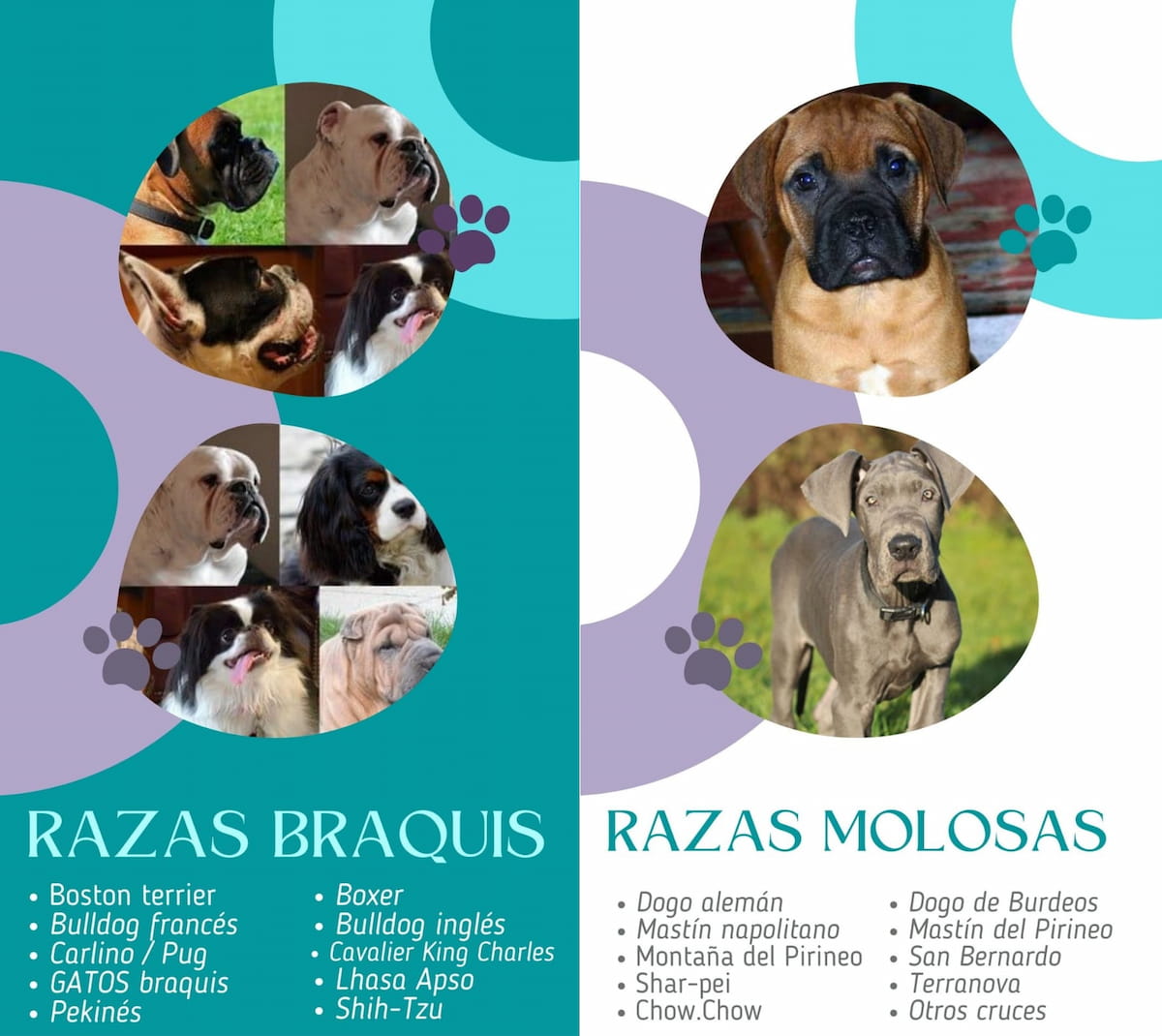 cartel razas perros