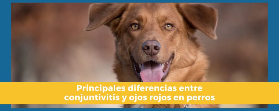 Ojos rojos en perros