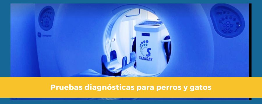 Pruebas diagnosticas perros y gatos